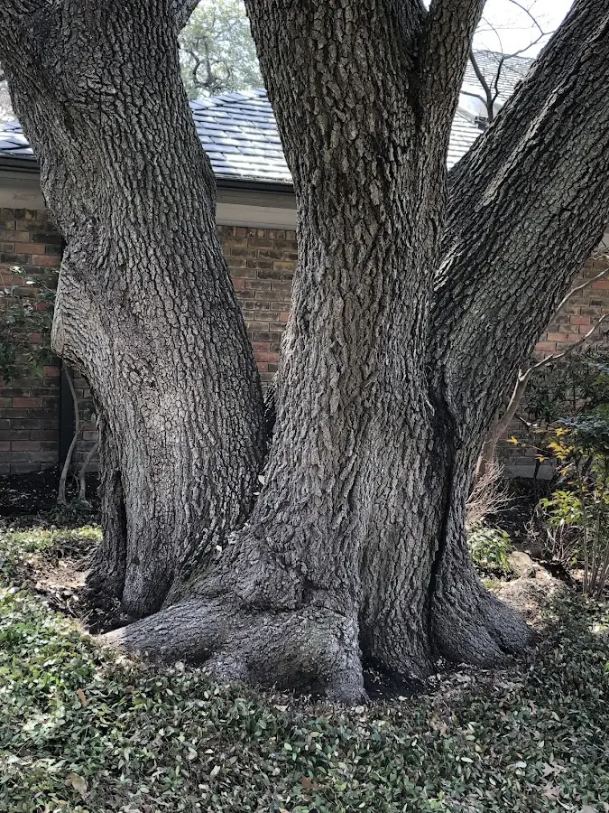 Mature heritage tree close to a Adamsville property cared for by certified arborists